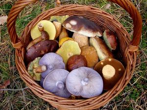 Klikni pro velký obrázek