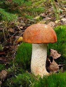 Klikni pro velký obrázek