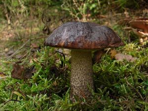 Klikni pro velký obrázek