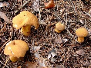 Klikni pro velký obrázek