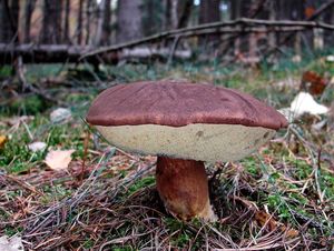 Klikni pro velký obrázek