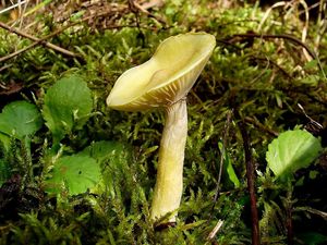 Klikni pro velký obrázek