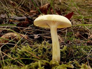 Klikni pro velký obrázek