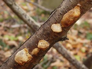 Outkovka polní - Dichomitus campestris (Quél.) Domanski et Orlicz