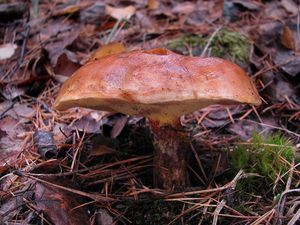 Klikni pro velký obrázek