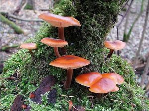 Klikni pro velký obrázek