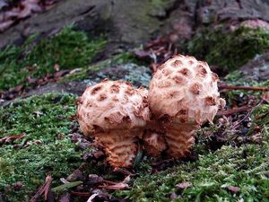 Šupinovka kostrbatá - Pholiota squarrosa (Vahl) P. Kumm. 1871