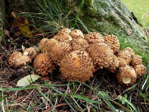 Šupinovka kostrbatá - Pholiota squarrosa (Vahl) P. Kumm. 1871