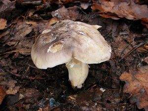 Klikni pro velký obrázek