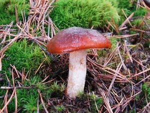 Klikni pro velký obrázek