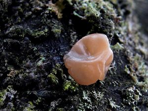 Klikni pro velký obrázek