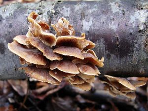 Hlíva číškovitá - Tectella patellaris (Fr.) Murrill