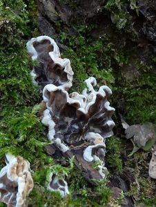Boltcovitka mozkovitá - Auricularia mesenterica (Dicks.) Pers. 1822