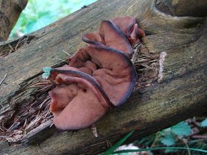 Klikni pro velký obrázek