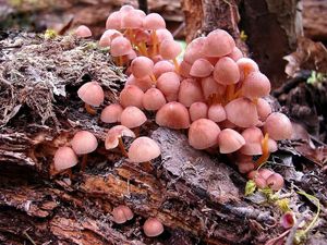 Klikni pro velký obrázek