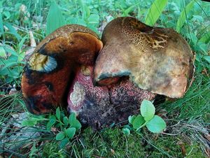 Klikni pro velký obrázek