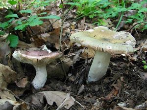 Klikni pro velký obrázek