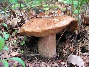 Klikni pro velký obrázek