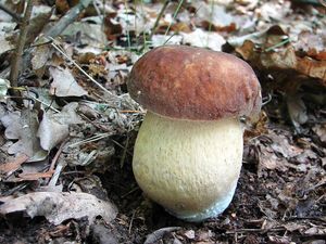 Klikni pro velký obrázek