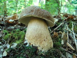 Klikni pro velký obrázek