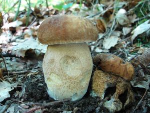 Klikni pro velký obrázek