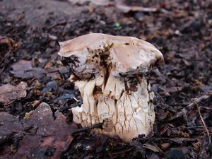 Klikni pro velký obrázek