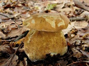 Klikni pro velký obrázek