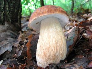 Klikni pro velký obrázek