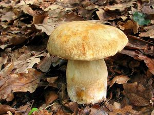 Klikni pro velký obrázek