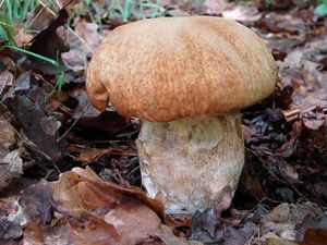 Klikni pro velký obrázek