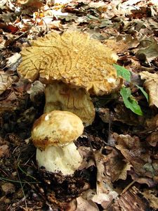 Klikni pro velký obrázek