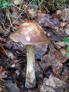 Klikni pro velký obrázek