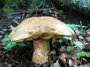 Klikni pro velký obrázek