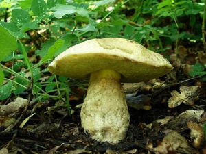 Klikni pro velký obrázek