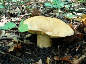 Klikni pro velký obrázek