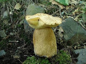 Klikni pro velký obrázek