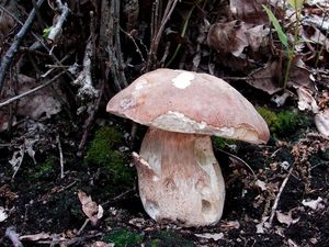 Klikni pro velký obrázek