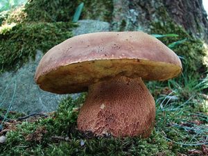 Klikni pro velký obrázek