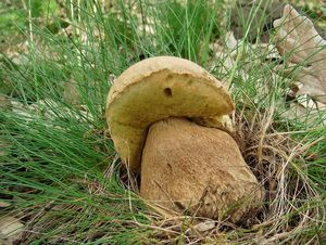 Klikni pro velký obrázek