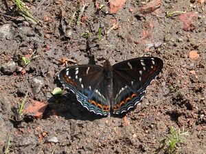 Klikni pro velký obrázek