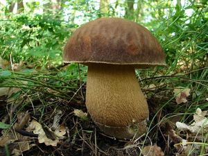 Klikni pro velký obrázek