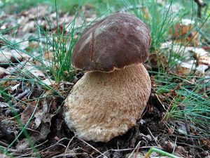 Klikni pro velký obrázek