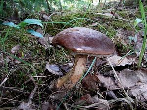 Klikni pro velký obrázek