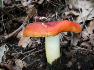 Klikni pro velký obrázek