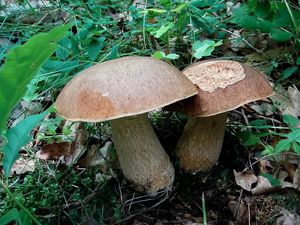 Klikni pro velký obrázek