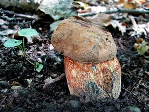 Klikni pro velký obrázek