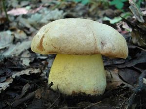 Klikni pro velký obrázek