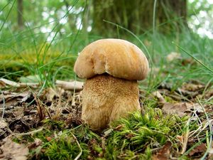 Klikni pro velký obrázek