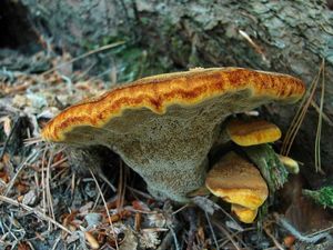 Klikni pro velký obrázek