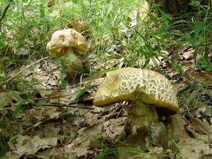 Klikni pro velký obrázek